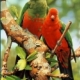 Parrots